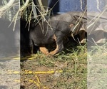 Small #10 Doberman Pinscher