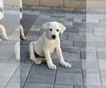 CR - Aspen - Male Labrador Retriever-Unknown Mix Dog for Adoption - Small photo