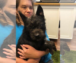 Mutt Dogs for adoption in Amarillo, TX, USA