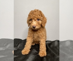 Aussiedoodle Miniature  Puppy for sale in HESPERIA, CA, USA