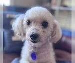Small #3 Poodle (Standard)