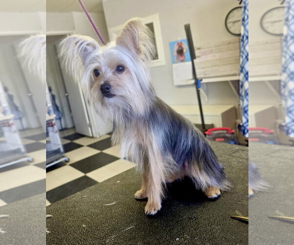 Medium Photo #6 Shih Tzu-Unknown Mix Puppy For Sale in Santa Clarita, CA, USA