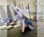 Small Photo #6 Shih Tzu-Unknown Mix Puppy For Sale in Santa Clarita, CA, USA