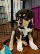 Small Photo #1 German Shepherd Dog-Siberian Husky Mix Puppy For Sale in GRAPE CREEK, TX, USA