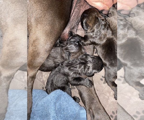 Medium Photo #1 Cane Corso Puppy For Sale in FORT WAYNE, IN, USA