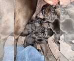 Puppy Black Cane Corso