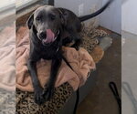 Small #2 Blue Lacy