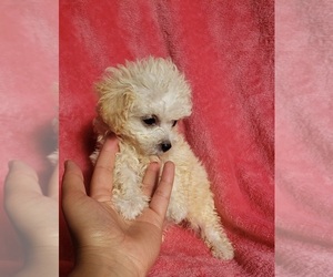 Poodle (Toy) Puppy for sale in WINSTON SALEM, NC, USA