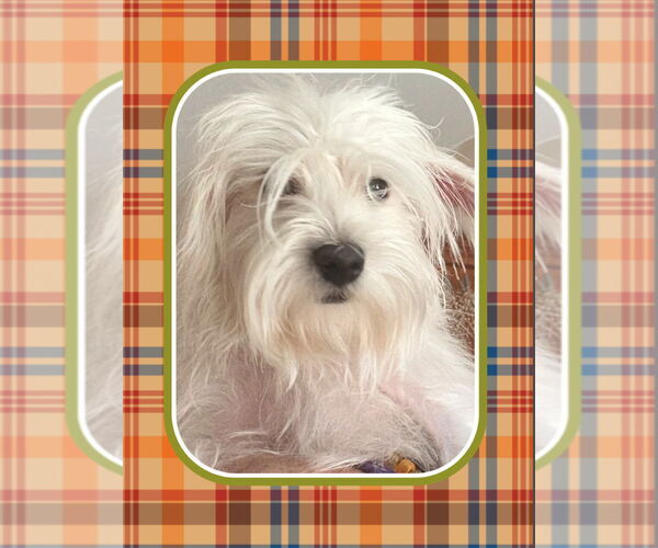 Medium Photo #3 Maltese-Unknown Mix Puppy For Sale in Wheaton, IL, USA