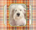 Small #2 Maltese Mix