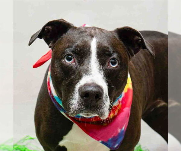 Medium Photo #1 Boxer-Unknown Mix Puppy For Sale in Sanford, FL, USA