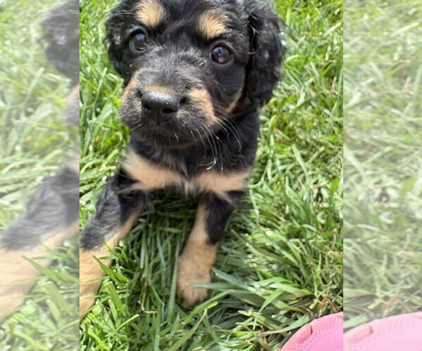 Medium Photo #3 Chihuahua-Cock-A-Poo Mix Puppy For Sale in Aurora, IN, USA