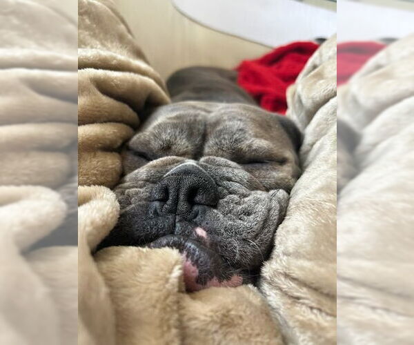 Medium Photo #3 Bulldog Puppy For Sale in Mt. Laurel, NJ, USA