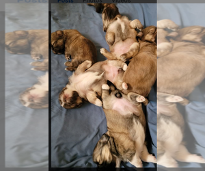 Shih Tzu Puppy for Sale in FANNING SPGS, Florida USA