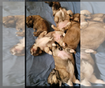 Image preview for Ad Listing. Nickname: Litter of 5