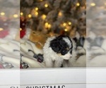 Puppy Mardi Bernedoodle (Miniature)