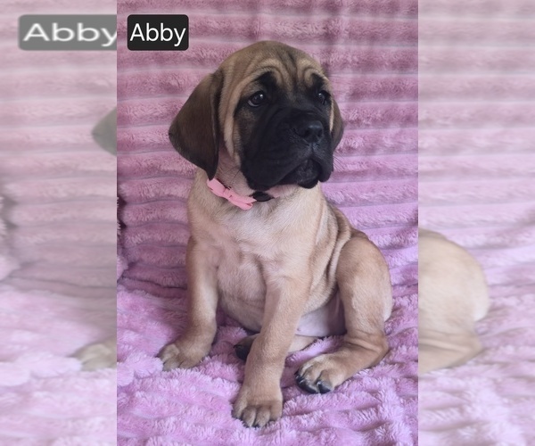 Medium Photo #3 Cane Corso Puppy For Sale in MINERAL WELLS, WV, USA