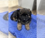 Small German Shepherd Dog