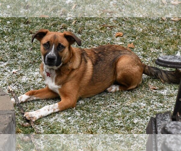 Medium Photo #8 Mutt Puppy For Sale in Farmington, MN, USA