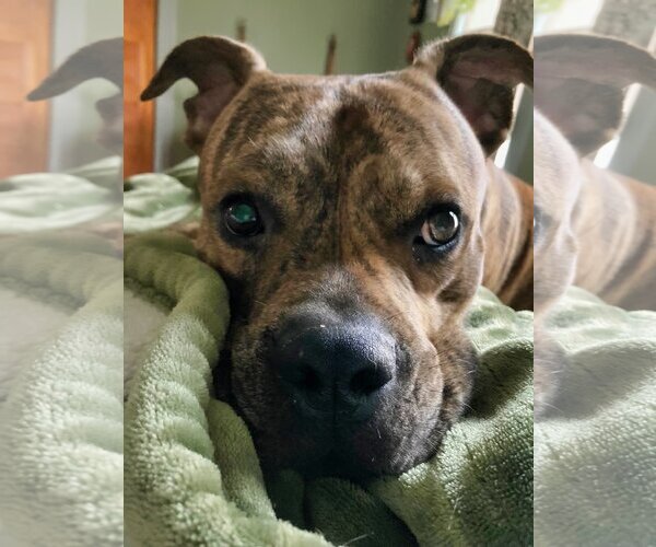 Medium Photo #10 American Staffordshire Terrier-Boxer Mix Puppy For Sale in Minneapolis, MN, USA