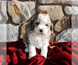 Aussiedoodle Miniature Puppy for sale in EAST EARL, PA, USA