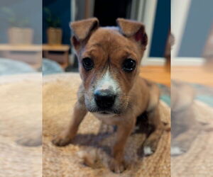 Mutt Dogs for adoption in Bellevue, WA, USA