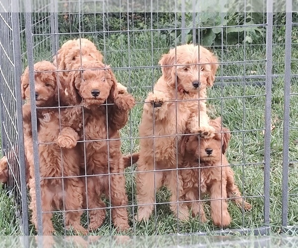 Medium Photo #1 Goldendoodle (Miniature) Puppy For Sale in GLENN, CA, USA