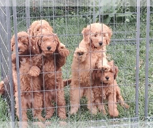 Goldendoodle (Miniature) Litter for sale in GLENN, CA, USA