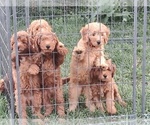 Image preview for Ad Listing. Nickname: Litter of 6