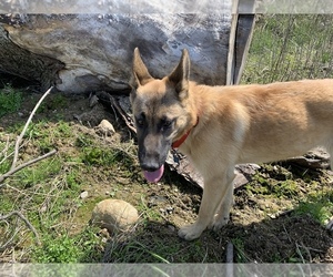 German Shepherd Dog-Huskimo Mix Puppy for sale in BYRON CENTER, MI, USA