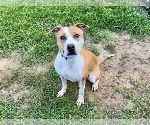Medium Photo #4 American Pit Bull Terrier-Unknown Mix Puppy For Sale in Millersville, MD, USA
