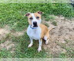 Small #3 American Pit Bull Terrier Mix