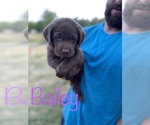 Small Photo #13 Labrador Retriever Puppy For Sale in BRIDGEWATER, VA, USA