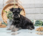 Puppy Solomon Schnauzer (Miniature)