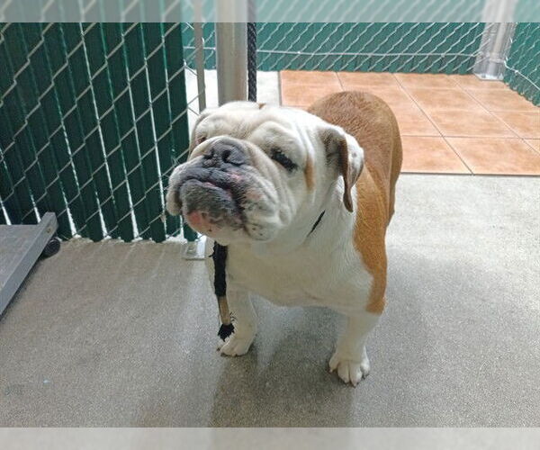 Medium Photo #1 Bulldog Puppy For Sale in Downey, CA, USA