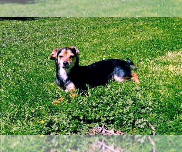 Medium Photo #6 Chilier Puppy For Sale in Arlington, WA, USA