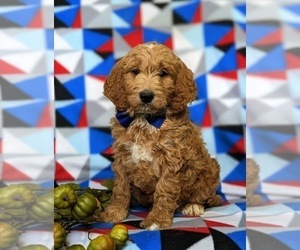 Goldendoodle (Miniature) Puppy for sale in GLEN ROCK, PA, USA