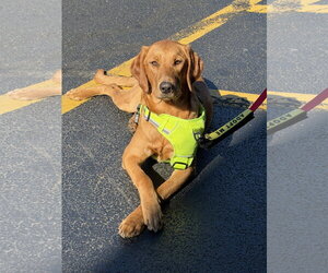 Wishbone - Male Labrador Retriever-Unknown Mix Dog for Adoption - Photo #2