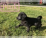 Small Photo #8 Double Doodle Puppy For Sale in PEACHTREE CITY, GA, USA