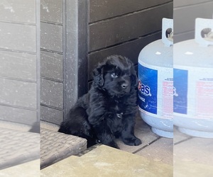 Newfoundland Puppy for sale in PITTSBURG, CA, USA