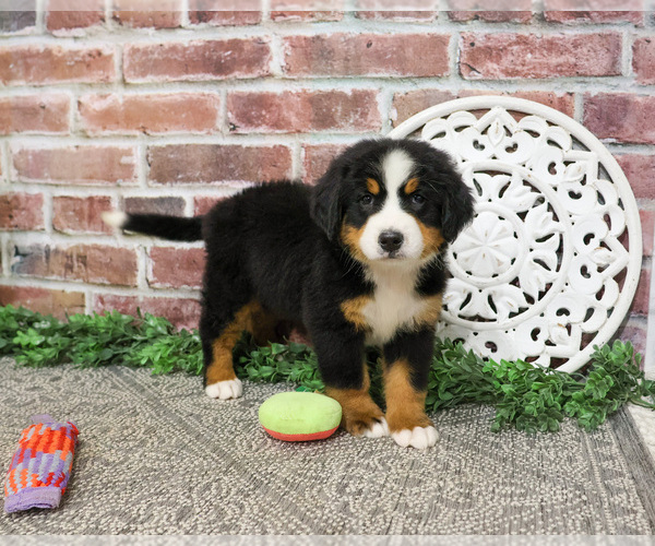 Medium Photo #3 Bernese Mountain Dog Puppy For Sale in SYRACUSE, IN, USA