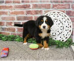 Small #2 Bernese Mountain Dog