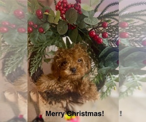 Poodle (Miniature) Puppy for sale in HEMET, CA, USA