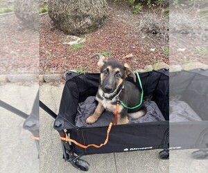 German Shepherd Dog Puppy for sale in SACRAMENTO, CA, USA