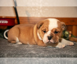 Small Photo #7 Beabull Puppy For Sale in MILLERSBURG, OH, USA