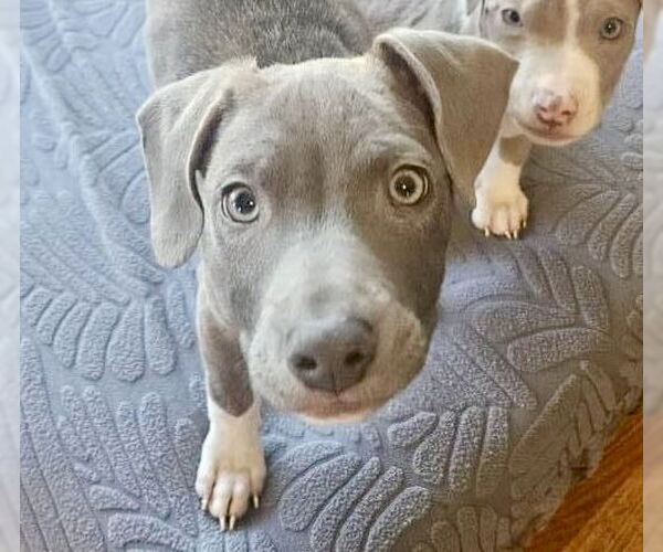 Medium Photo #33 American Pit Bull Terrier-Chihuahua Mix Puppy For Sale in Germantown, OH, USA