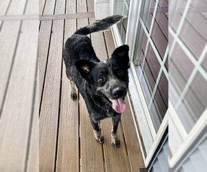 Maximus - Male Mutt Dog for Adoption - Photo #5