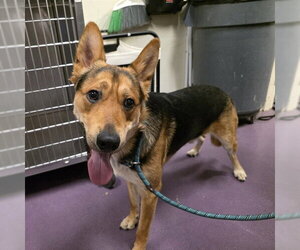 German Shepherd Dog-Unknown Mix Dogs for adoption in Long Beach, CA, USA