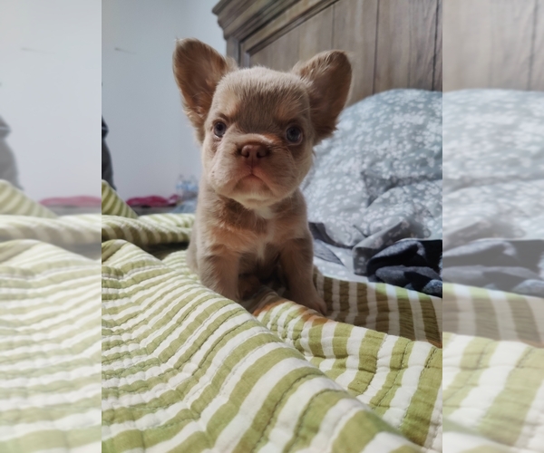 Medium Photo #7 French Bulldog Puppy For Sale in HIGHLAND VILL, TX, USA