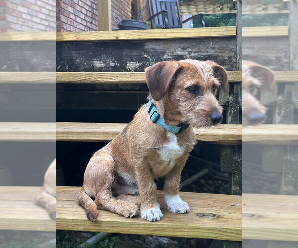 Medium Photo #4 Mutt Puppy For Sale in Boston, MA, USA